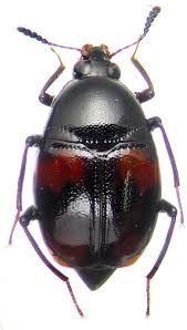 Attēlu rezultāti vaicājumam “Scaphidium quadrimaculatum”