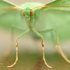 Attēlu rezultāti vaicājumam “Geometra papilionaria”