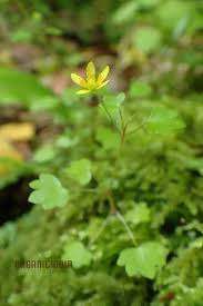 Attēlu rezultāti vaicājumam “Saxifraga cymbalaria flower”