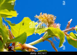 Attēlu rezultāti vaicājumam “Fagus sylvatica male flower”