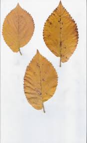 Attēlu rezultāti vaicājumam “Ulmus x hollandica leaf”