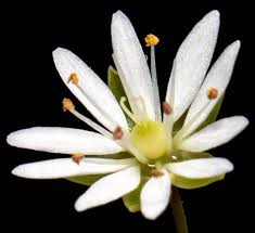 Attēlu rezultāti vaicājumam “Stellaria longifolia flower”