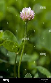Attēlu rezultāti vaicājumam “Trifolium fragiferum flower”