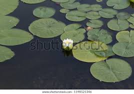 Attēlu rezultāti vaicājumam “Nymphaea candida”