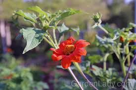 Image result for Tithonia rotundifolia