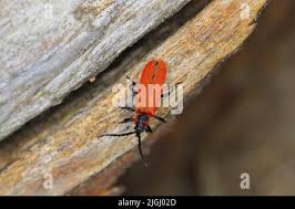 Attēlu rezultāti vaicājumam “Lygistopterus sanguineus”