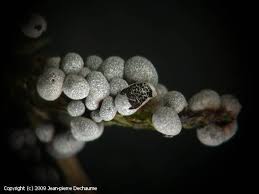 Attēlu rezultāti vaicājumam “Badhamia panicea”