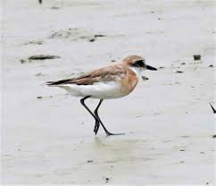 Image result for Charadrius mongolus