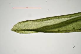 Attēlu rezultāti vaicājumam “Orthotrichum affine var. affine sporophyte”