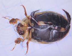 Attēlu rezultāti vaicājumam “Acilius sulcatus male”