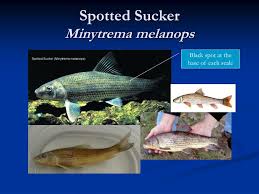 Image result for Minytrema melanops