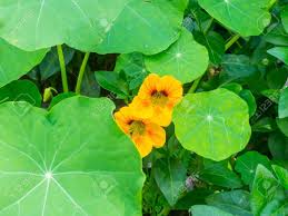 Attēlu rezultāti vaicājumam “Tropaeolaceae”