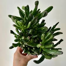 Image result for Crassula hobbit