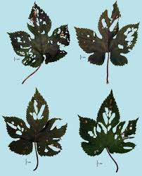 Attēlu rezultāti vaicājumam “Humulus lupulus leaf”