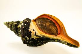 Image result for Triplofusus giganteus