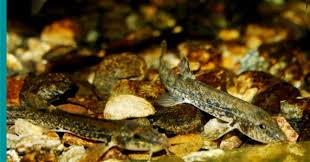 Attēlu rezultāti vaicājumam “Barbatula barbatula”