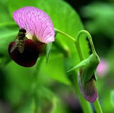 Attēlu rezultāti vaicājumam “Pisum sativum flower”