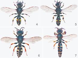 Attēlu rezultāti vaicājumam “Crabronidae”