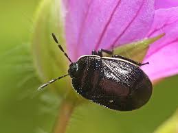 Attēlu rezultāti vaicājumam “Adomerus biguttatus”