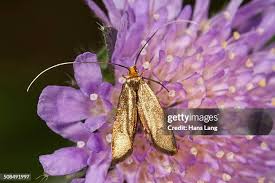 Attēlu rezultāti vaicājumam “Nemophora metallica”