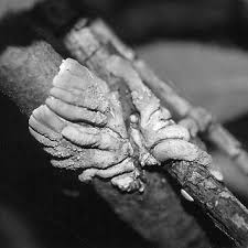 Attēlu rezultāti vaicājumam “Hypocreopsis lichenoides”