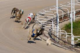 Image result for Reading Greyhound Track