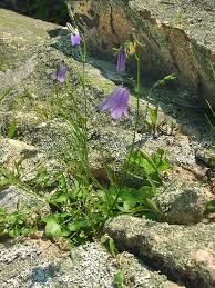 Attēlu rezultāti vaicājumam “Campanula rotundifolia”