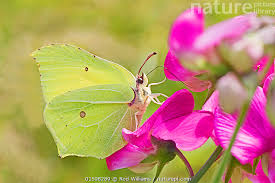 Attēlu rezultāti vaicājumam “Gonepteryx rhamni male”