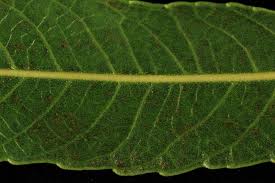 Attēlu rezultāti vaicājumam “Salix daphnoides subsp. acutifolia”