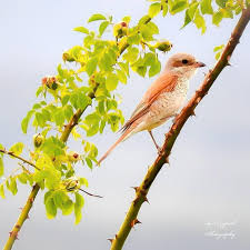 Attēlu rezultāti vaicājumam “Lanius collurio female”