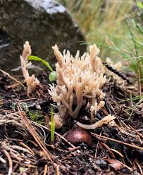 Attēlu rezultāti vaicājumam “Clavulina coralloides”