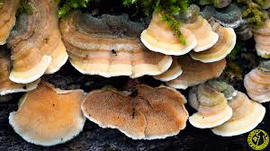 Attēlu rezultāti vaicājumam “Steccherinum ochraceum”