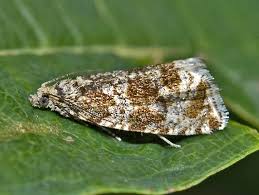 Attēlu rezultāti vaicājumam “Orthotaenia undulana”