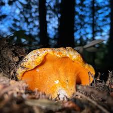 Attēlu rezultāti vaicājumam “Hypomyces armeniacus”