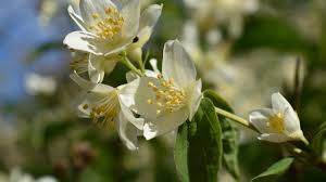Attēlu rezultāti vaicājumam “Philadelphus coronarius flower”