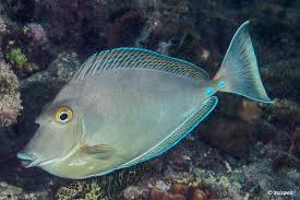 Image result for Naso unicornis