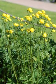 Attēlu rezultāti vaicājumam “Trollius europaeus”