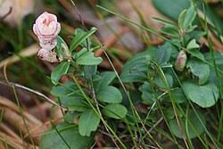 Attēlu rezultāti vaicājumam “Exobasidiales”