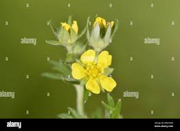 Image result for Potentilla argentea
