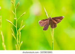 Attēlu rezultāti vaicājumam “Odezia atrata”