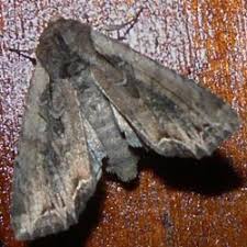 Attēlu rezultāti vaicājumam “Lacanobia suasa”