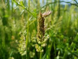 Attēlu rezultāti vaicājumam “Polypogon tentacularius”