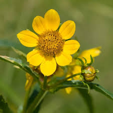 Attēlu rezultāti vaicājumam “Bidens cernua flower”