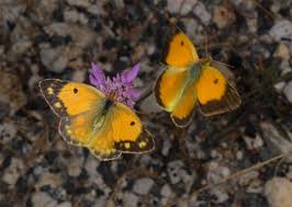 Attēlu rezultāti vaicājumam “Colias croceus”