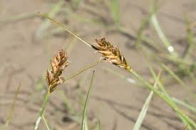 Attēlu rezultāti vaicājumam “Blysmus compressus”