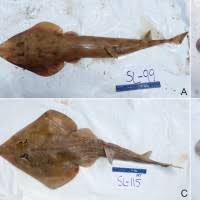 Image result for Acroteriobatus blochii