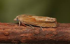 Attēlu rezultāti vaicājumam “Eucosma aspidiscana”