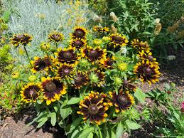 Image result for Rudbeckia Paradisio