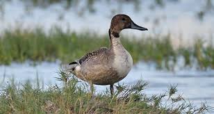 Attēlu rezultāti vaicājumam “Anseriformes”