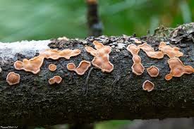 Attēlu rezultāti vaicājumam “Aleurodiscus amorphus”